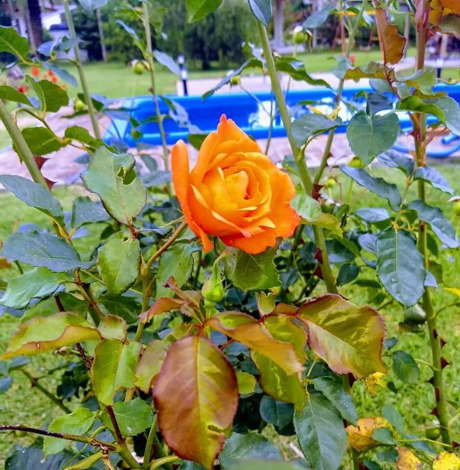 Posada Quinta Pata Ezeiza Bagian luar foto